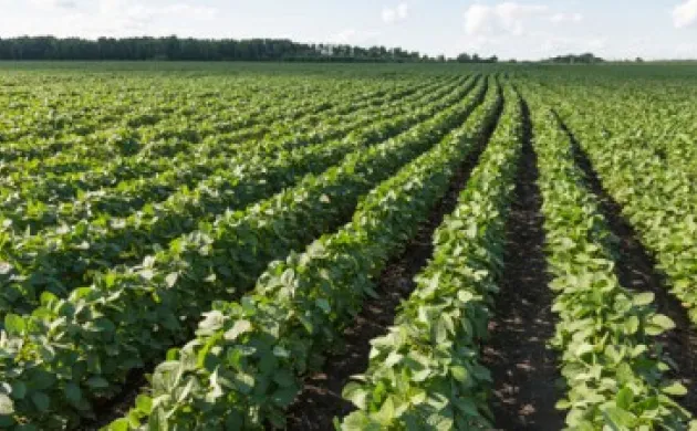 Le green, opportunité d’excellence