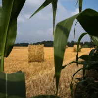 PAC, climat, souveraineté alimentaire : enjeux d’une agriculture française