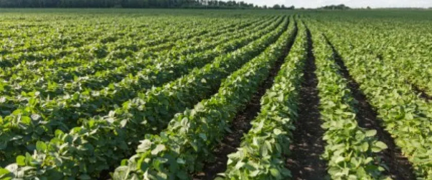 Le green, opportunité d’excellence